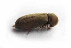 tarlo del legno
