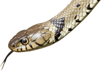 disinfestazione serpenti